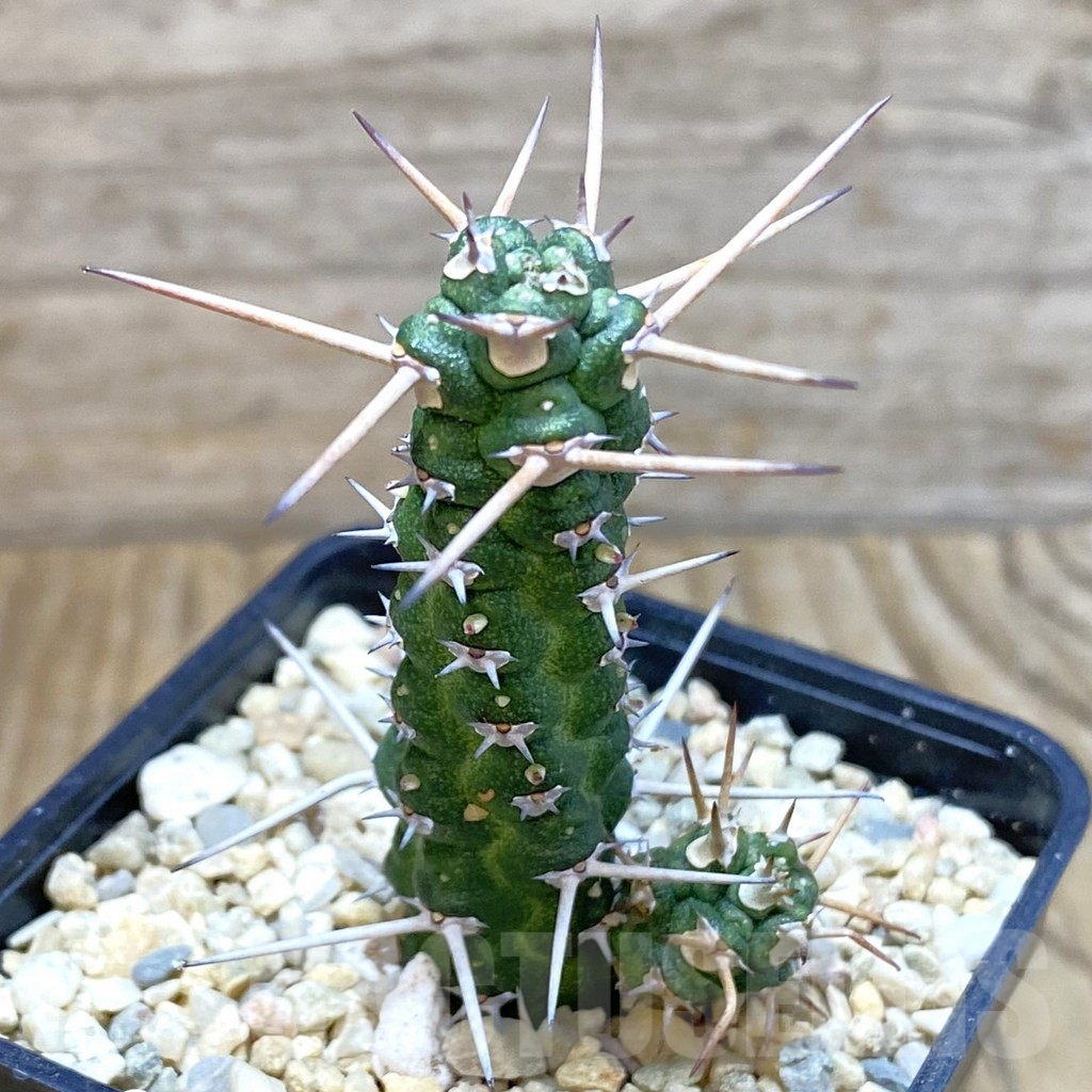 SH1955 Euphorbia ellenbeckii
