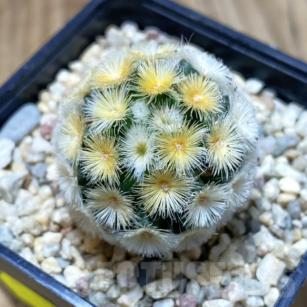 SH1916 Mammillaria carmenae ‘Buddha’, seedling