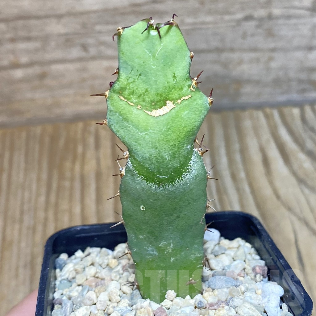 SH1957 Euphorbia opuntioides