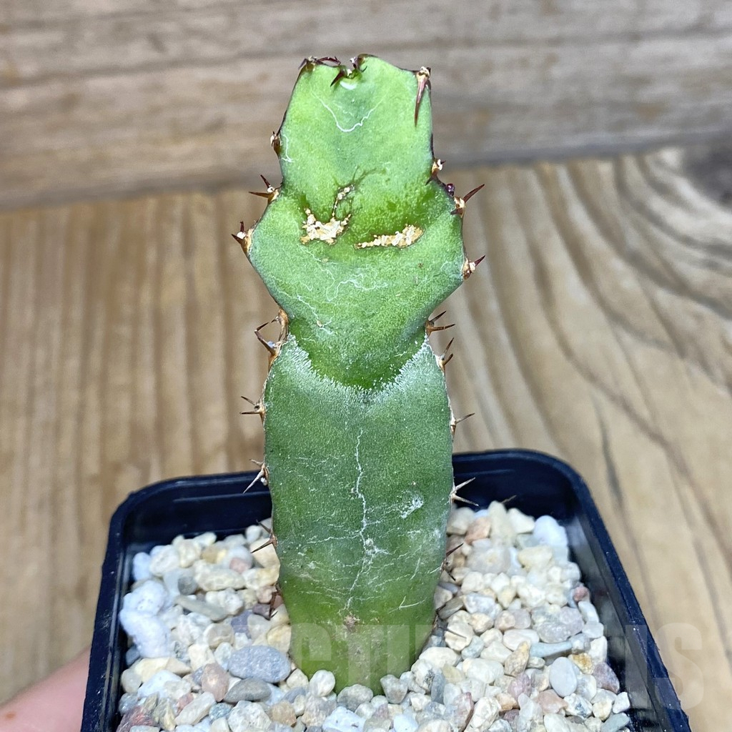 SH1957 Euphorbia opuntioides - Зображення 2