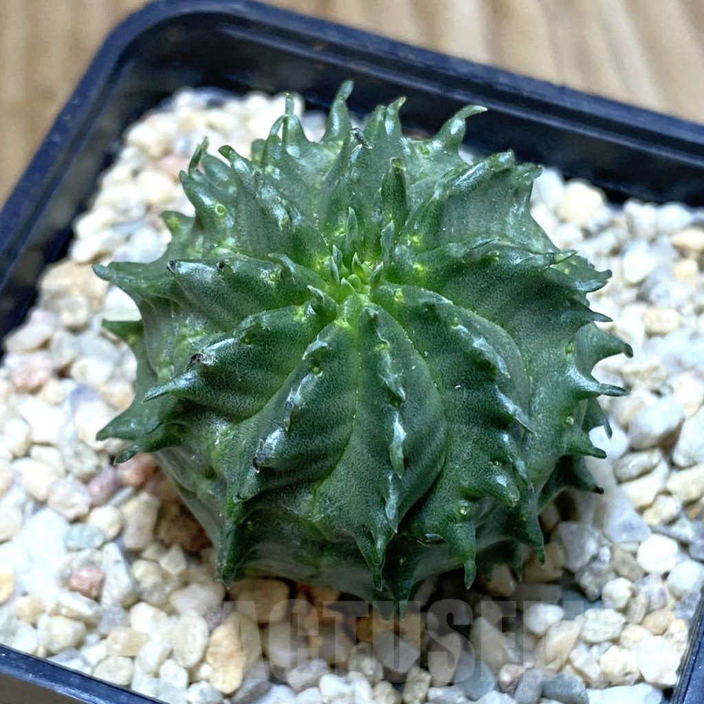 SH1958 Euphorbia susannae ‘Marloth’