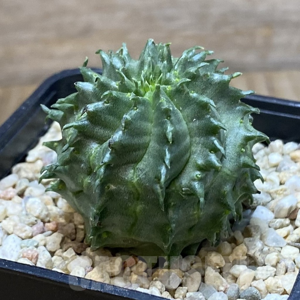 SH1958 Euphorbia susannae ‘Marloth’ - Зображення 2