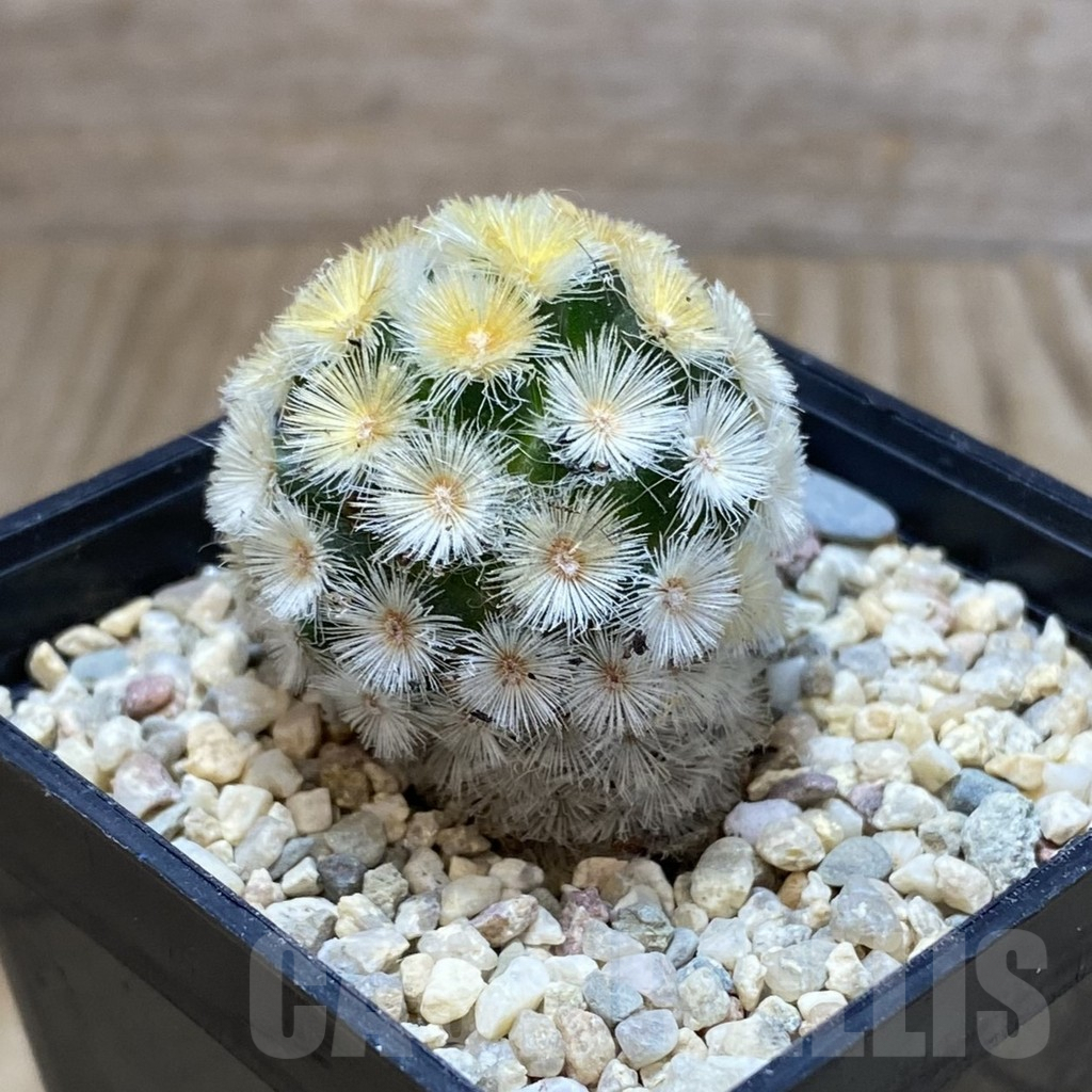 SH1916 Mammillaria carmenae ‘Buddha’, seedling - immagine 2