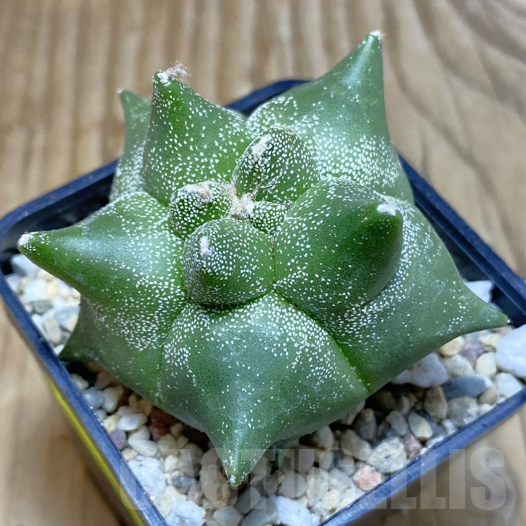 SH1962 Astrophytum myriostigma ‘Kikko’
