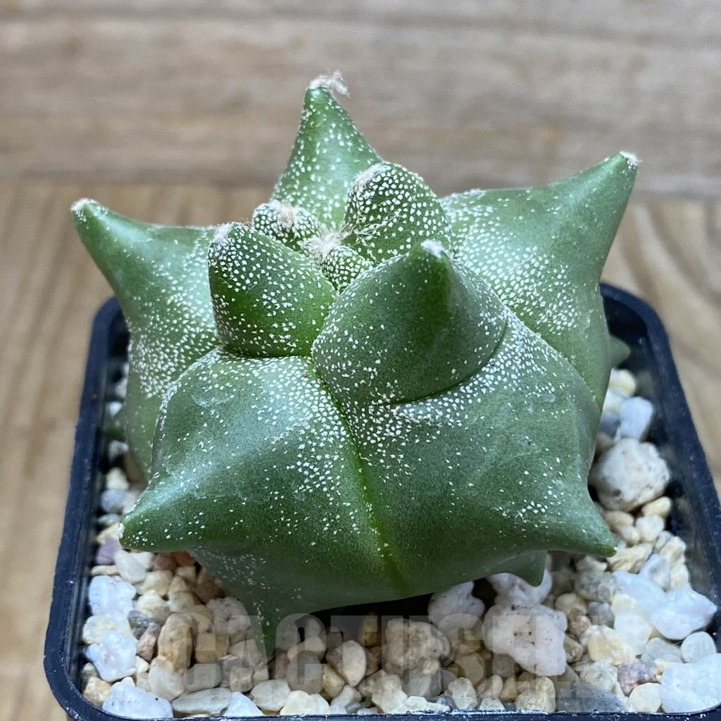 SH1962 Astrophytum myriostigma ‘Kikko’ - Imagen 2