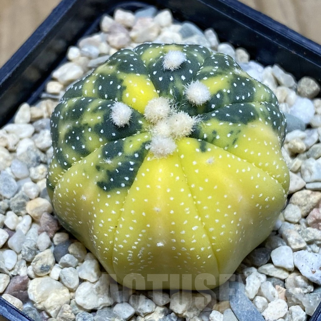 SH1963 Astrophytum asterias f. variegata