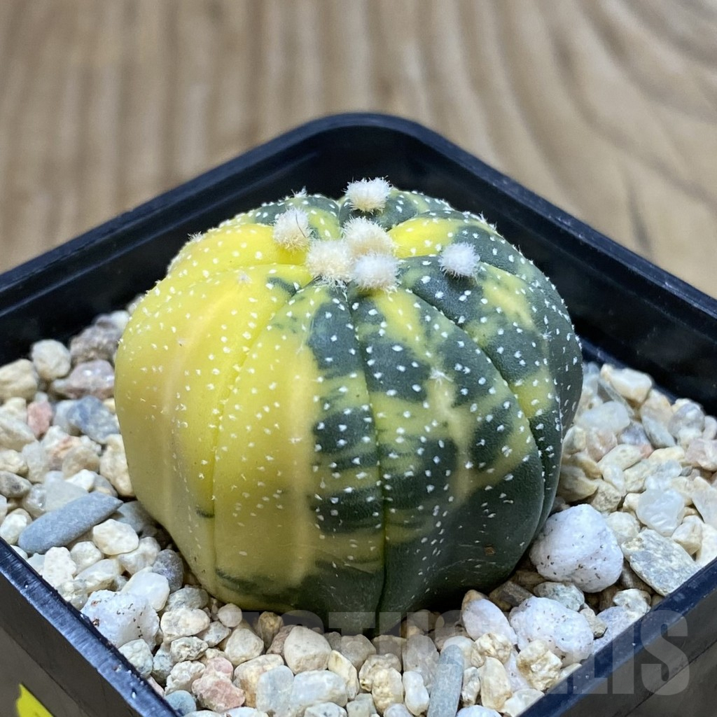 SH1963 Astrophytum asterias f. variegata - Image 2