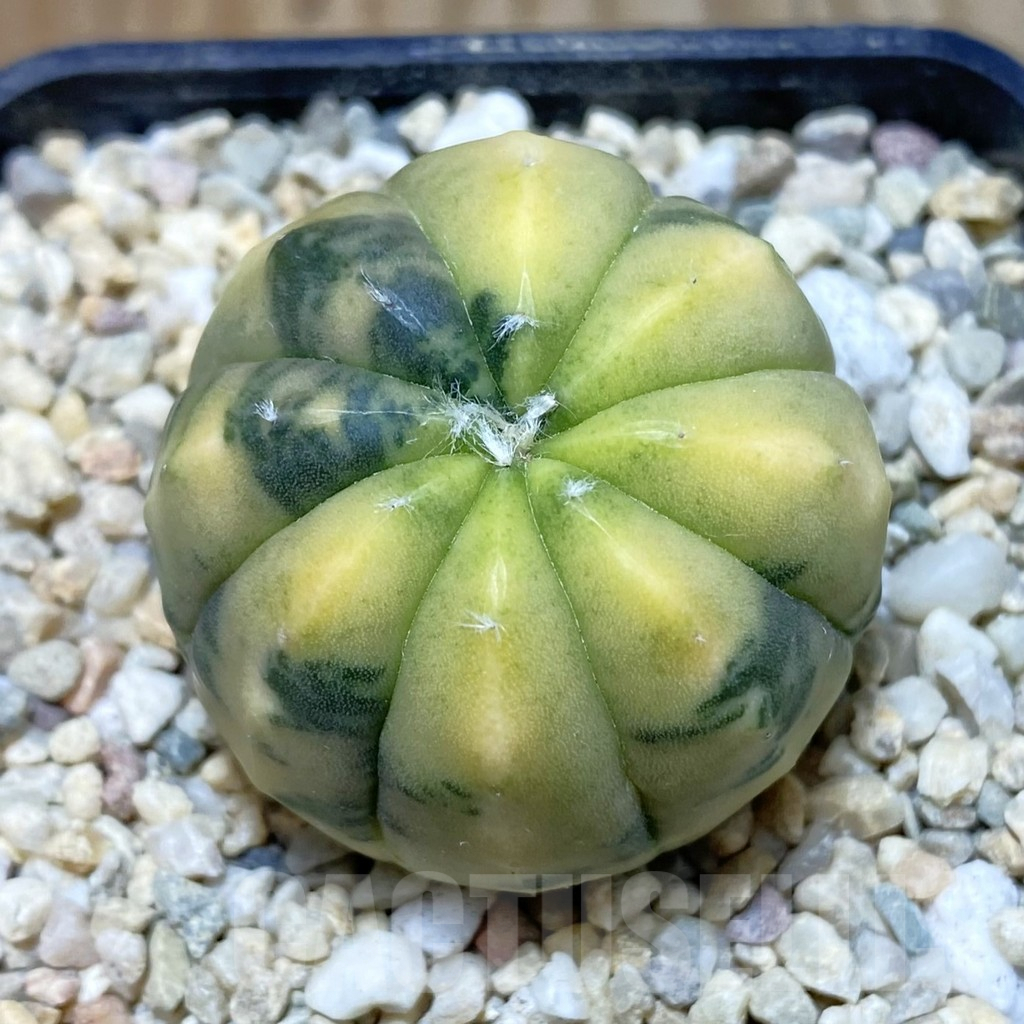 SH1965 Astrophytum asterias f. variegata