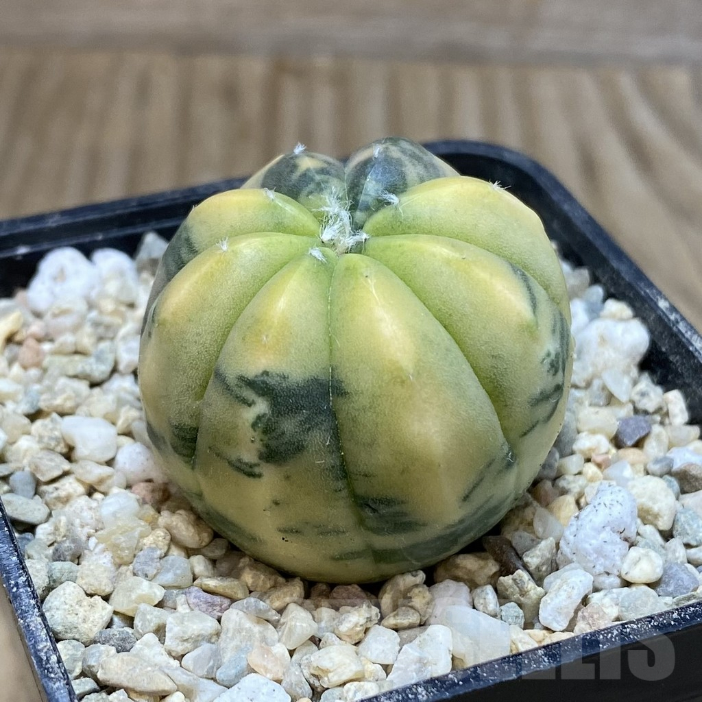 SH1965 Astrophytum asterias f. variegata - Image 2