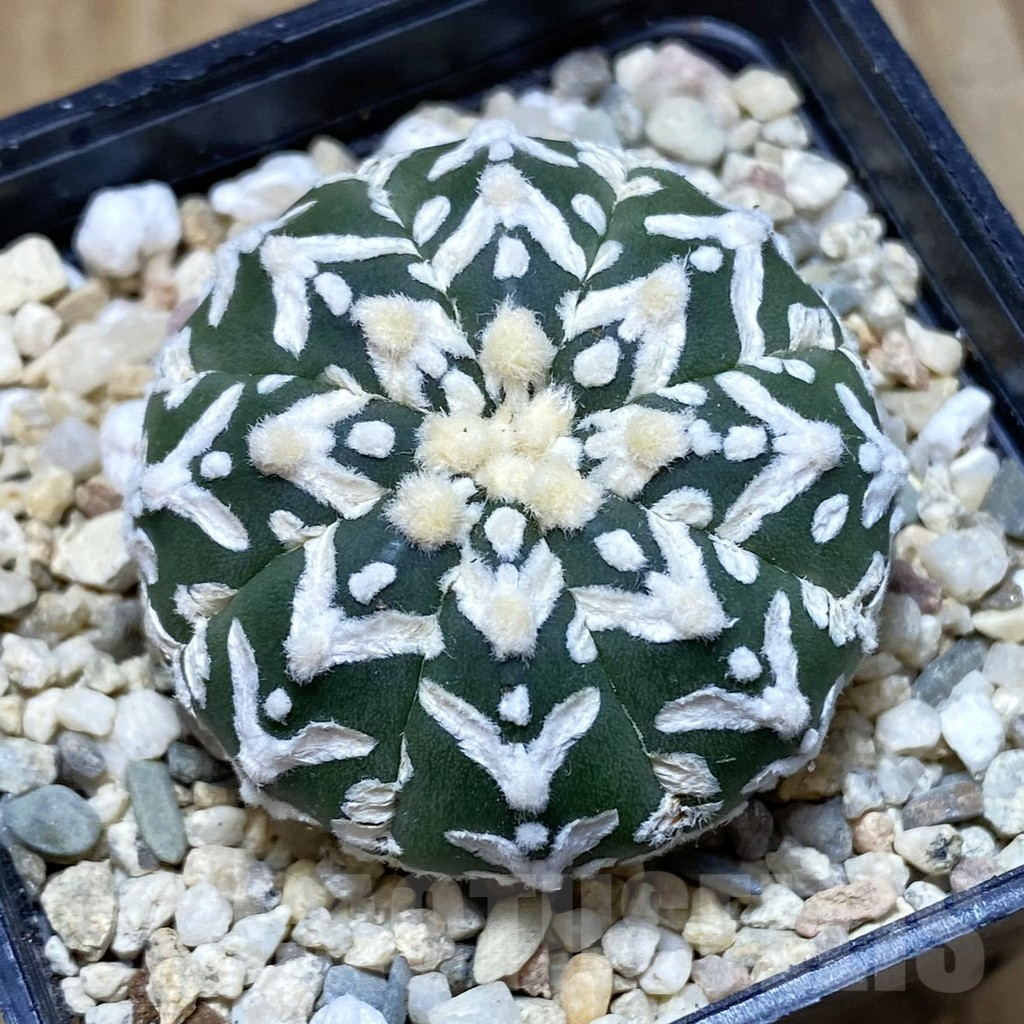 SH1966 Astrophytum asterias ‘Super Kabuto’ V-type f. nudum