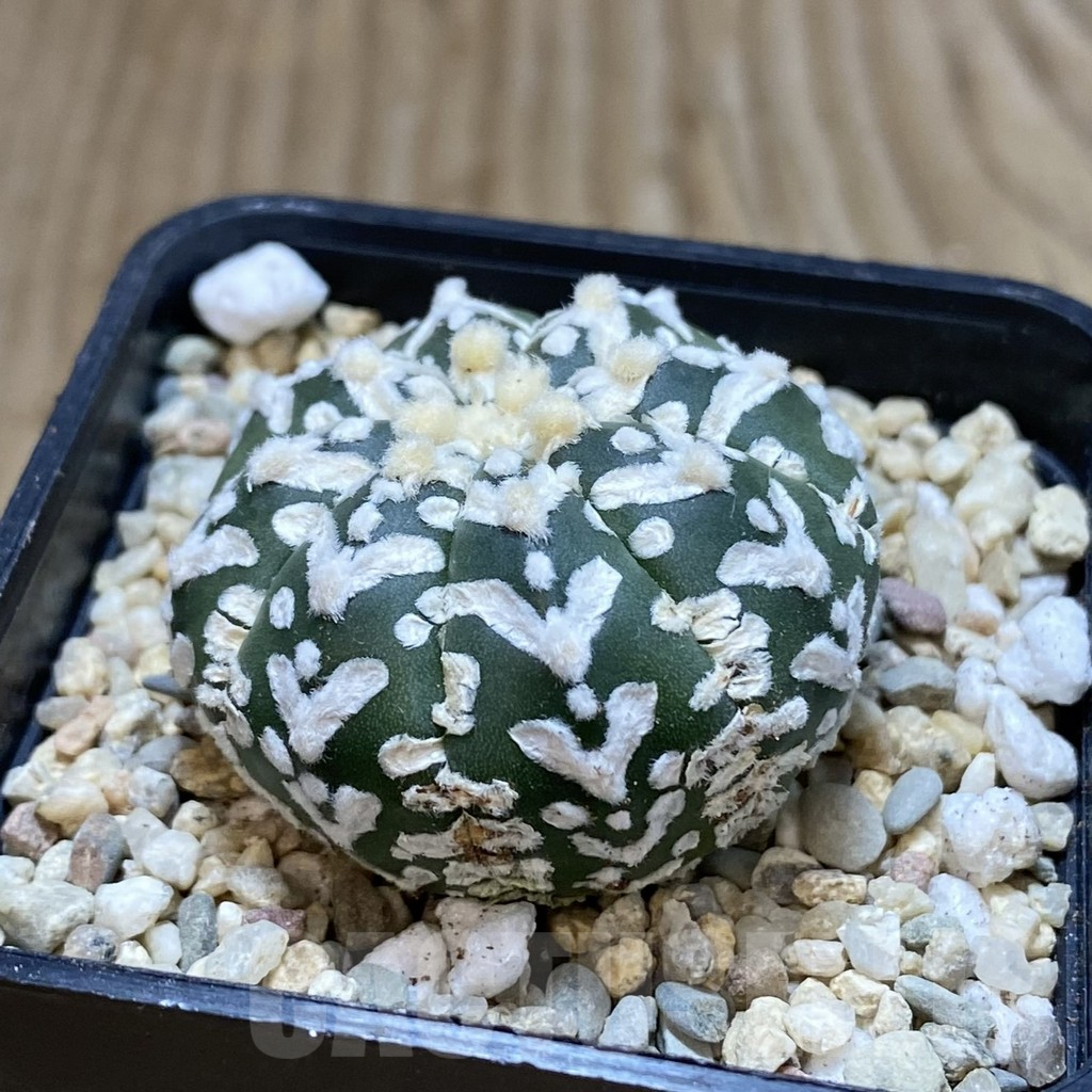 SH1966 Astrophytum asterias ‘Super Kabuto’ V-type f. nudum - Зображення 2