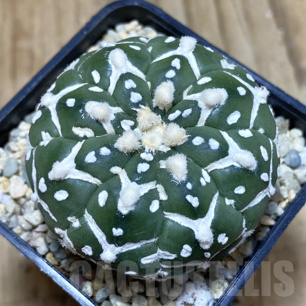 SH1968 Astrophytum asterias ‘Super Kabuto’ V-type f. nudum