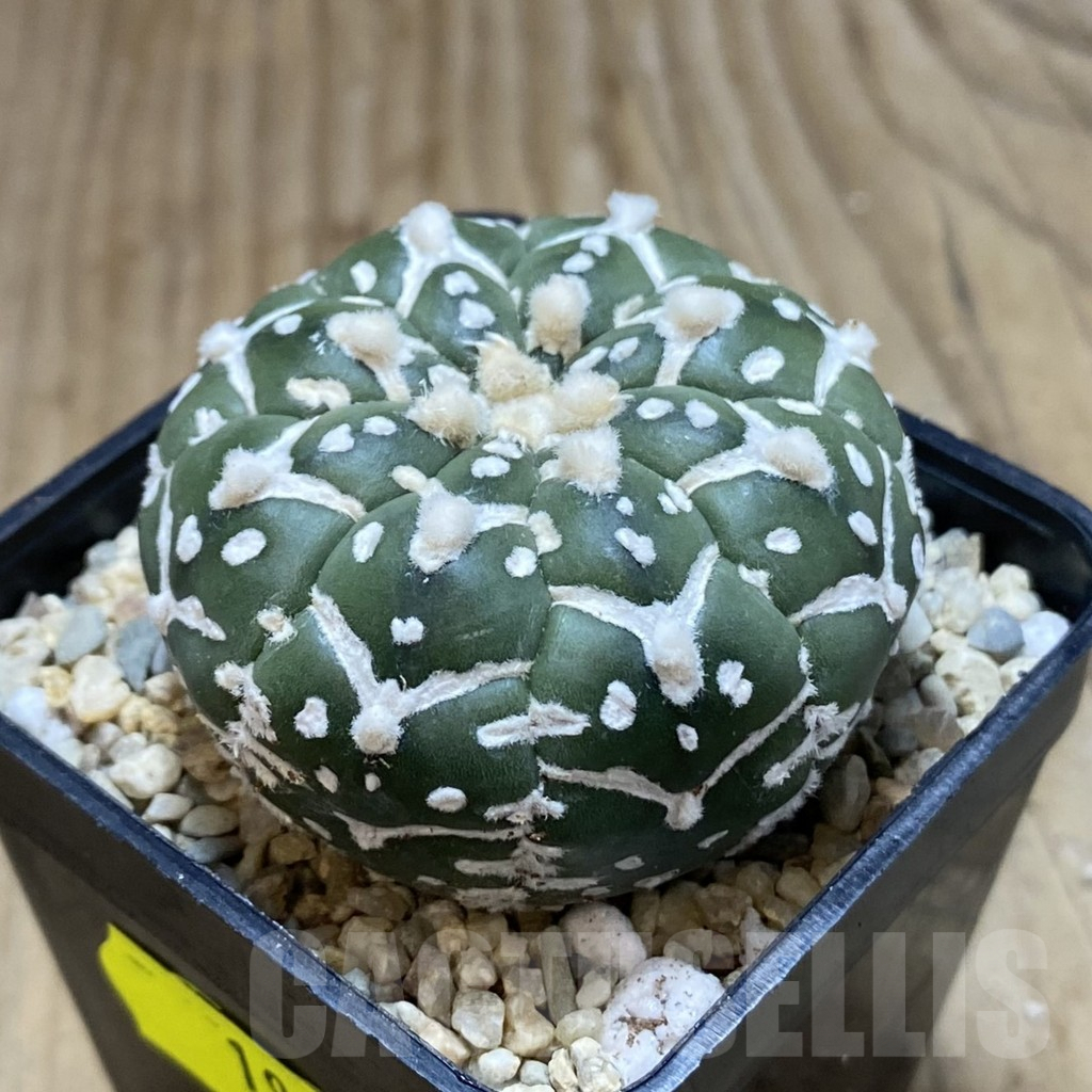 SH1968 Astrophytum asterias ‘Super Kabuto’ V-type f. nudum - immagine 2
