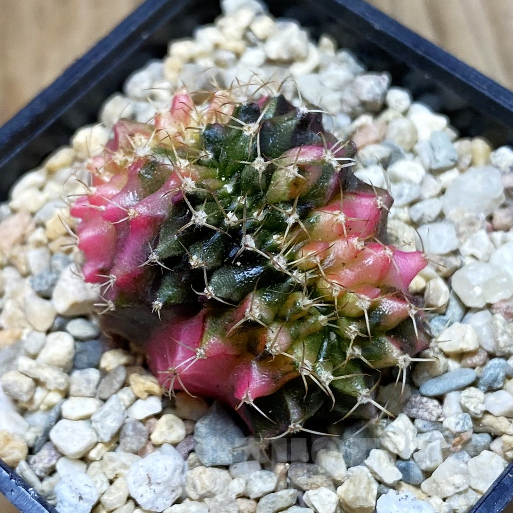 SH1969 Gymnocalycium mihanovichii variegata f. cristata, seedling