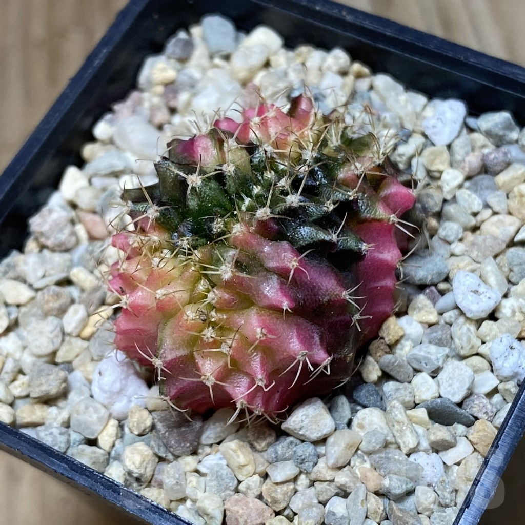 SH1969 Gymnocalycium mihanovichii variegata f. cristata, seedling - Image 2