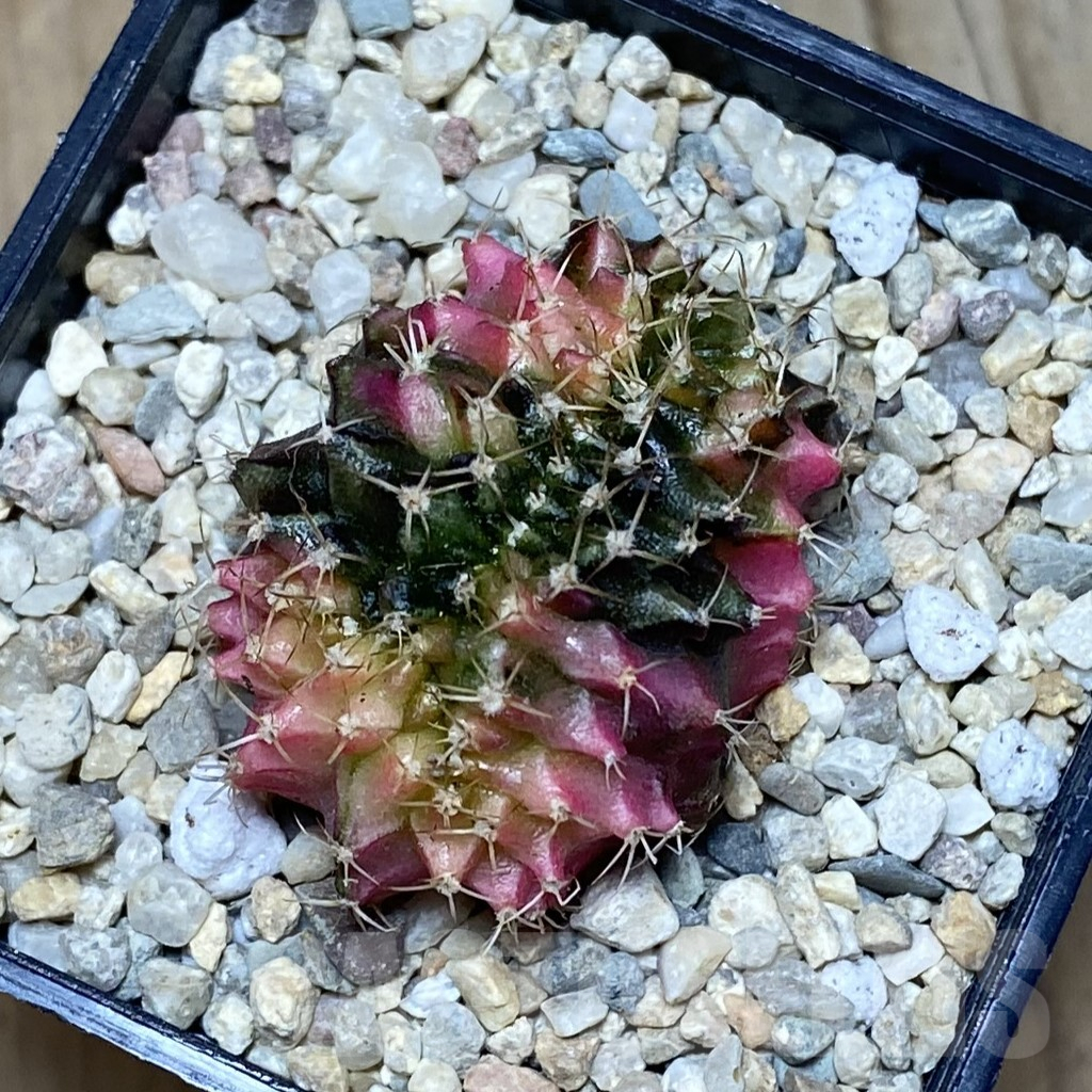 SH1969 Gymnocalycium mihanovichii variegata f. cristata, seedling - Image 3