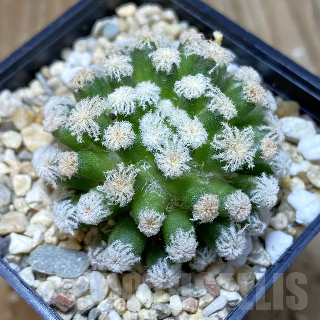 SH1918 Mammillaria plumosa ‘Snow’