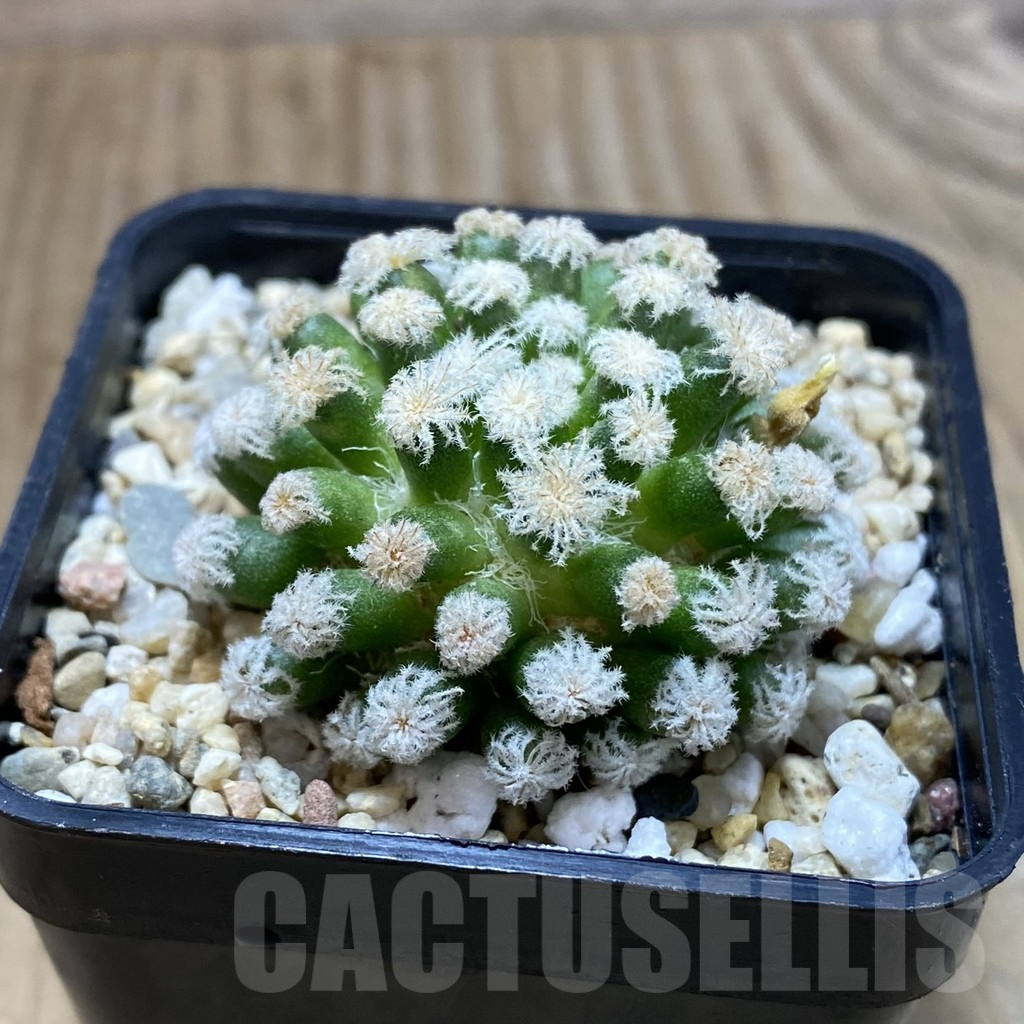 SH1918 Mammillaria plumosa ‘Snow’ - immagine 2