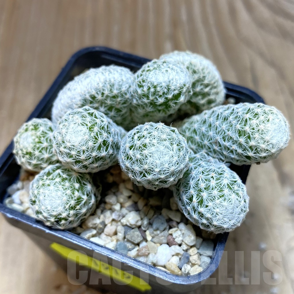 SH1919 Mammillaria humboldtii f. cristata
