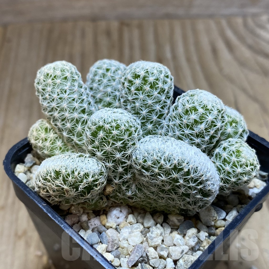 SH1919 Mammillaria humboldtii f. cristata - Image 2