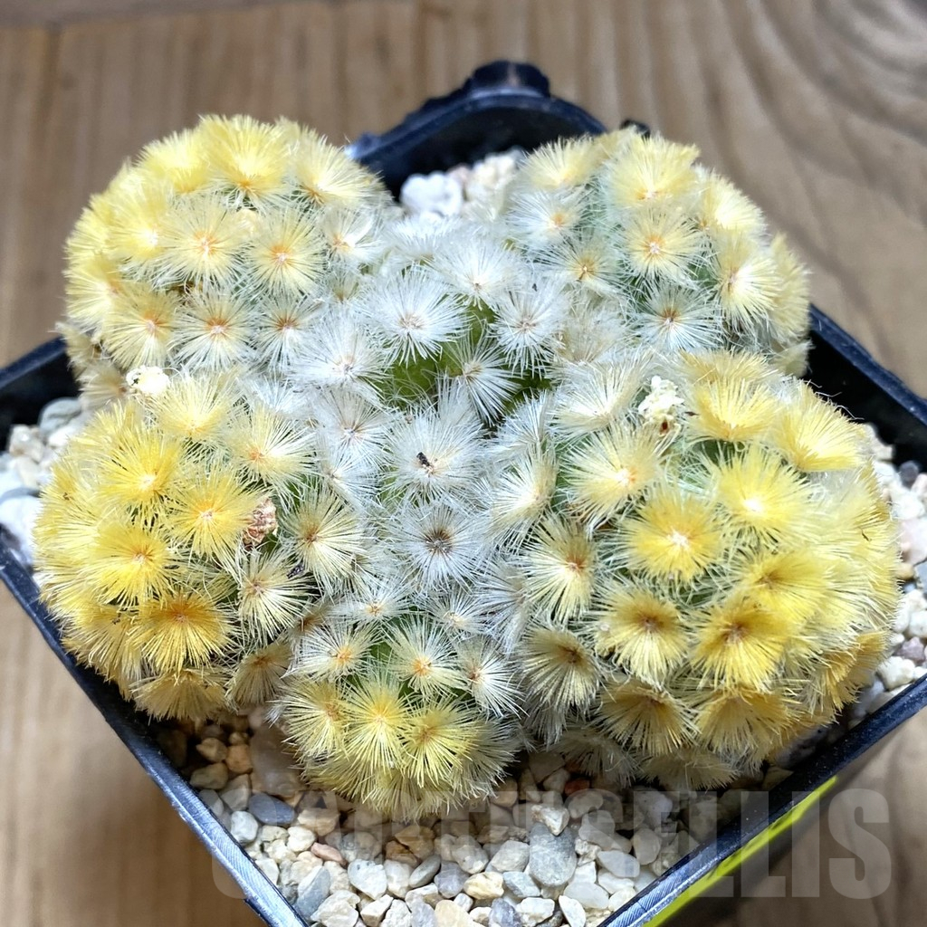 SH1920 Mammillaria carmenae ‘Buddha’