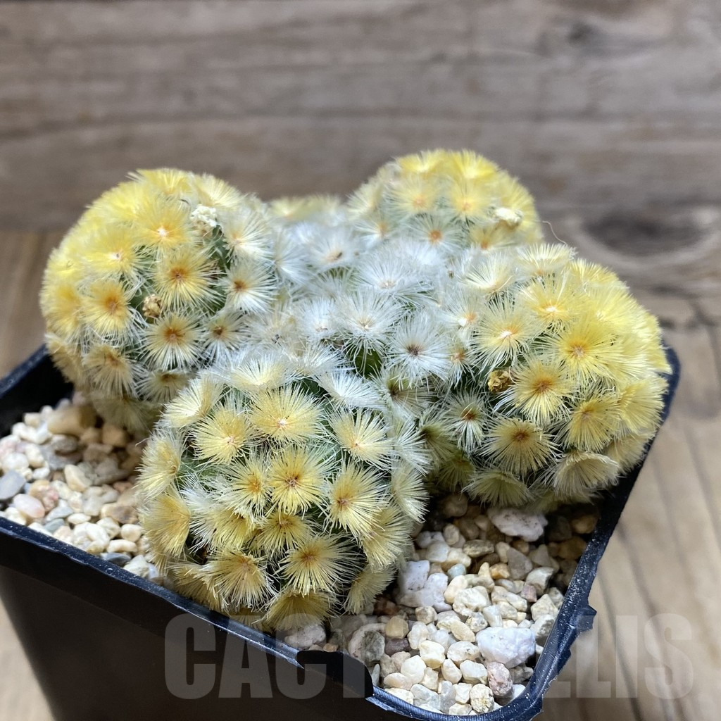 SH1920 Mammillaria carmenae ‘Buddha’ - Image 2