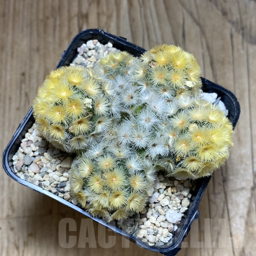 SH1920 Mammillaria carmenae ‘Buddha’ - Image 3