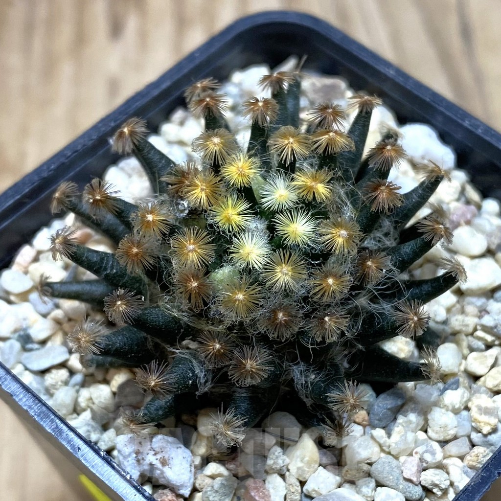 SH1912 Mammillaria schiedeana ‘Kuro Hada’, seedling