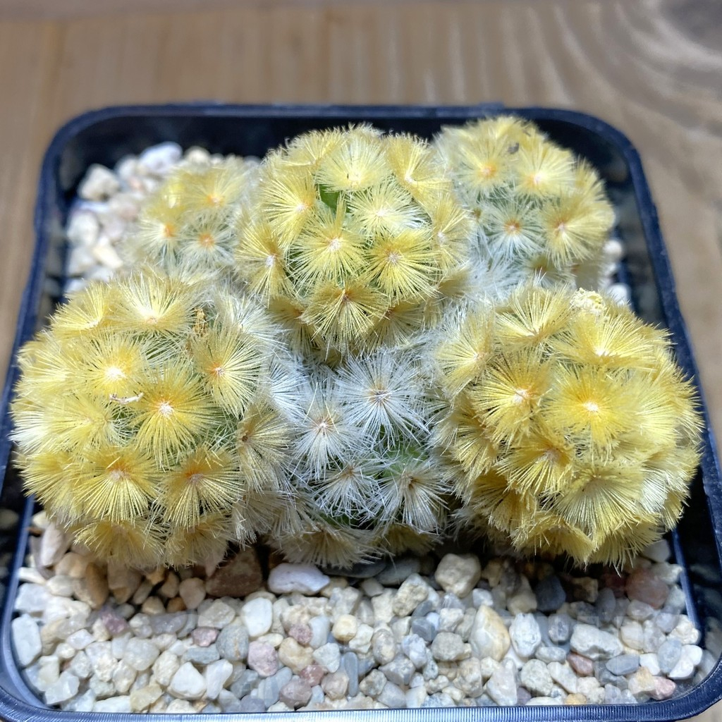 SH1921 Mammillaria carmenae ‘Buddha’