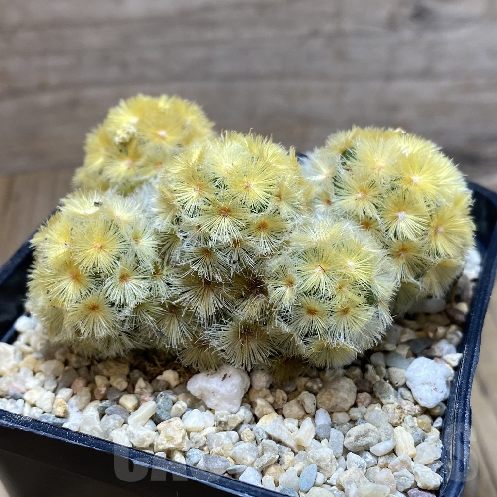 SH1921 Mammillaria carmenae ‘Buddha’ - Image 2