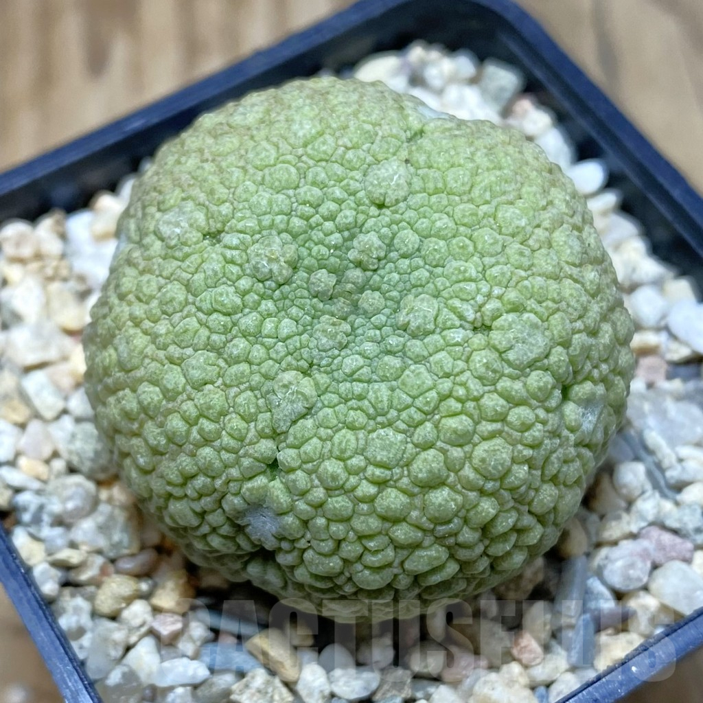 SH1923 Pseudolithos migiurtinus