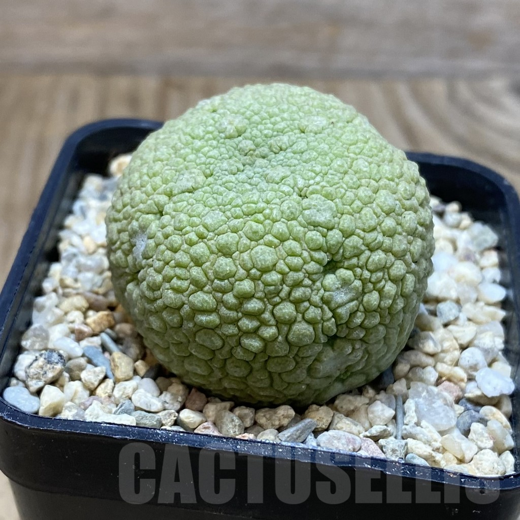 SH1923 Pseudolithos migiurtinus - Image 2