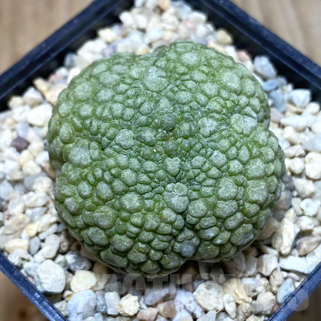 SH1924 Pseudolithos migiurtinus