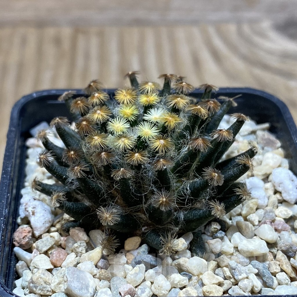 SH1912 Mammillaria schiedeana ‘Kuro Hada’, seedling - Image 2