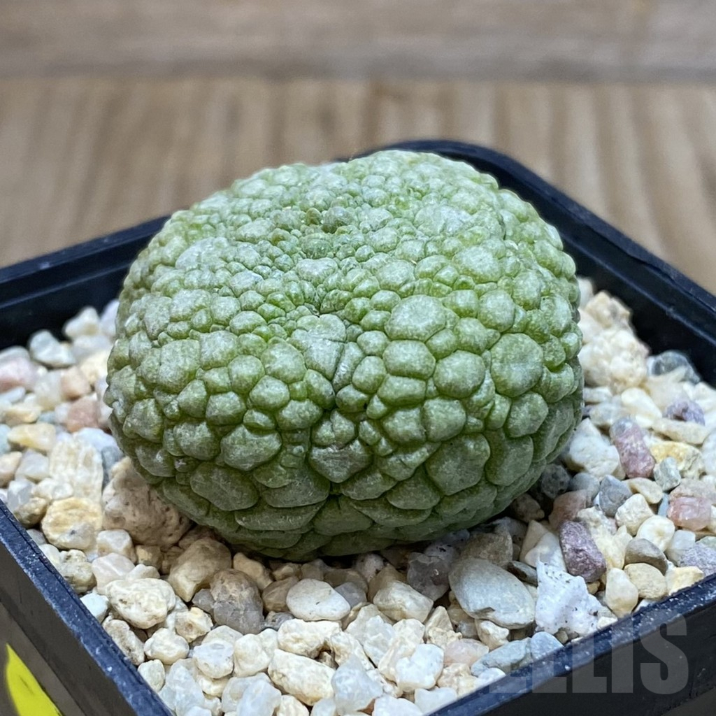 SH1924 Pseudolithos migiurtinus - Imagen 2