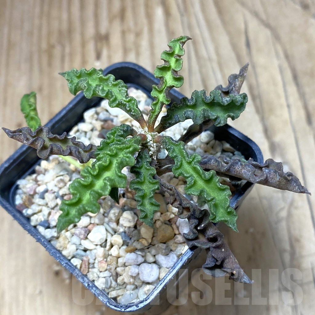 SH1925 Euphorbia decaryi v. spirosticha