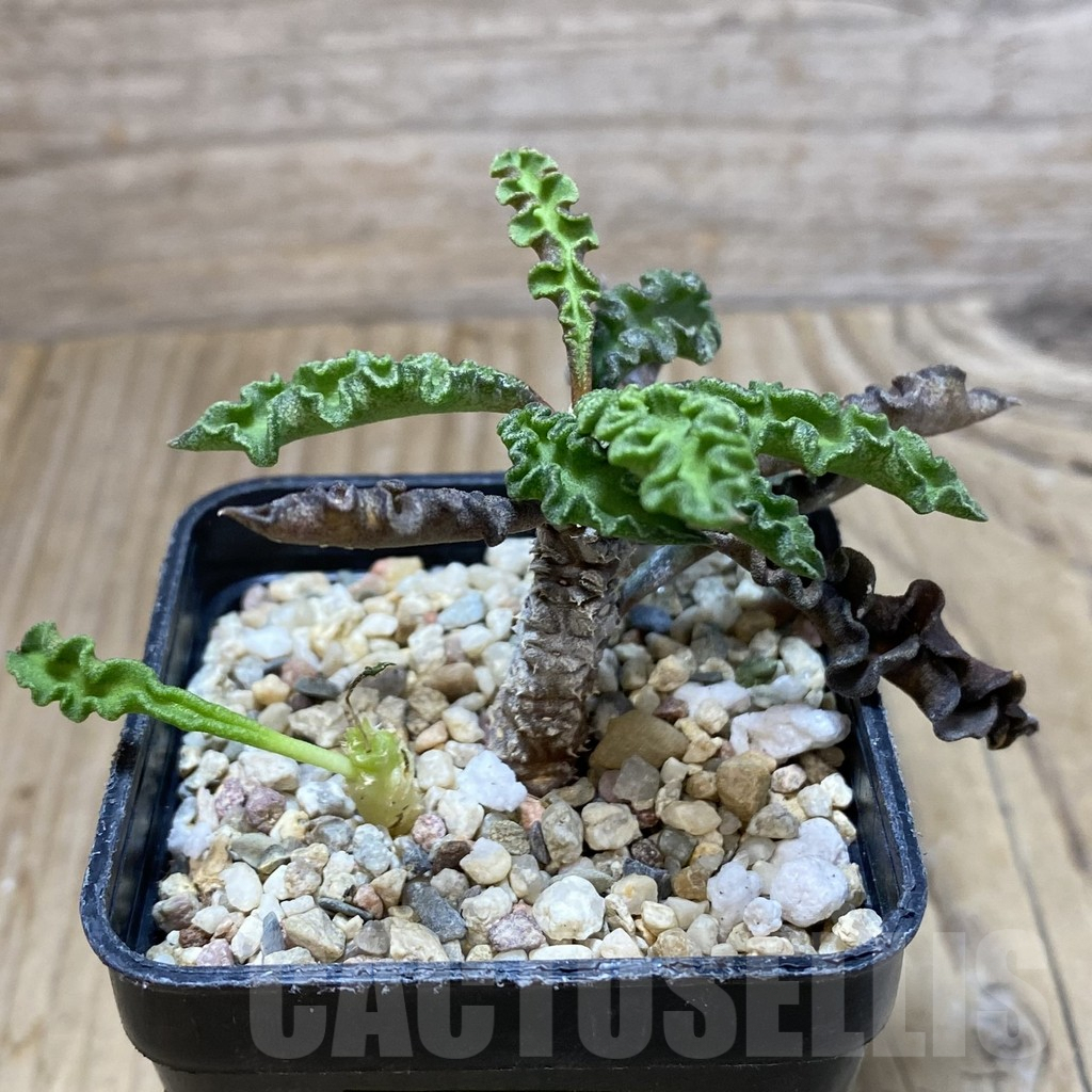 SH1925 Euphorbia decaryi v. spirosticha - Image 2