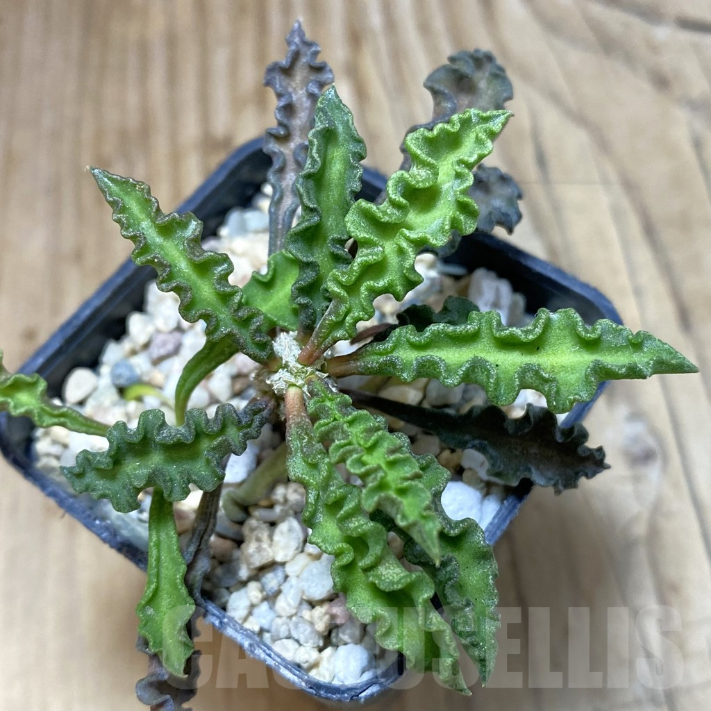 SH1926 Euphorbia decaryi v. spirosticha