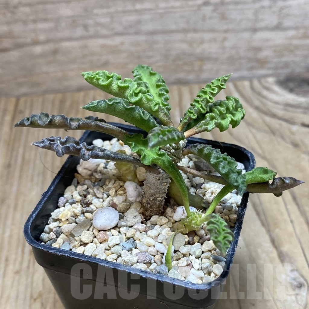 SH1926 Euphorbia decaryi v. spirosticha - Image 2