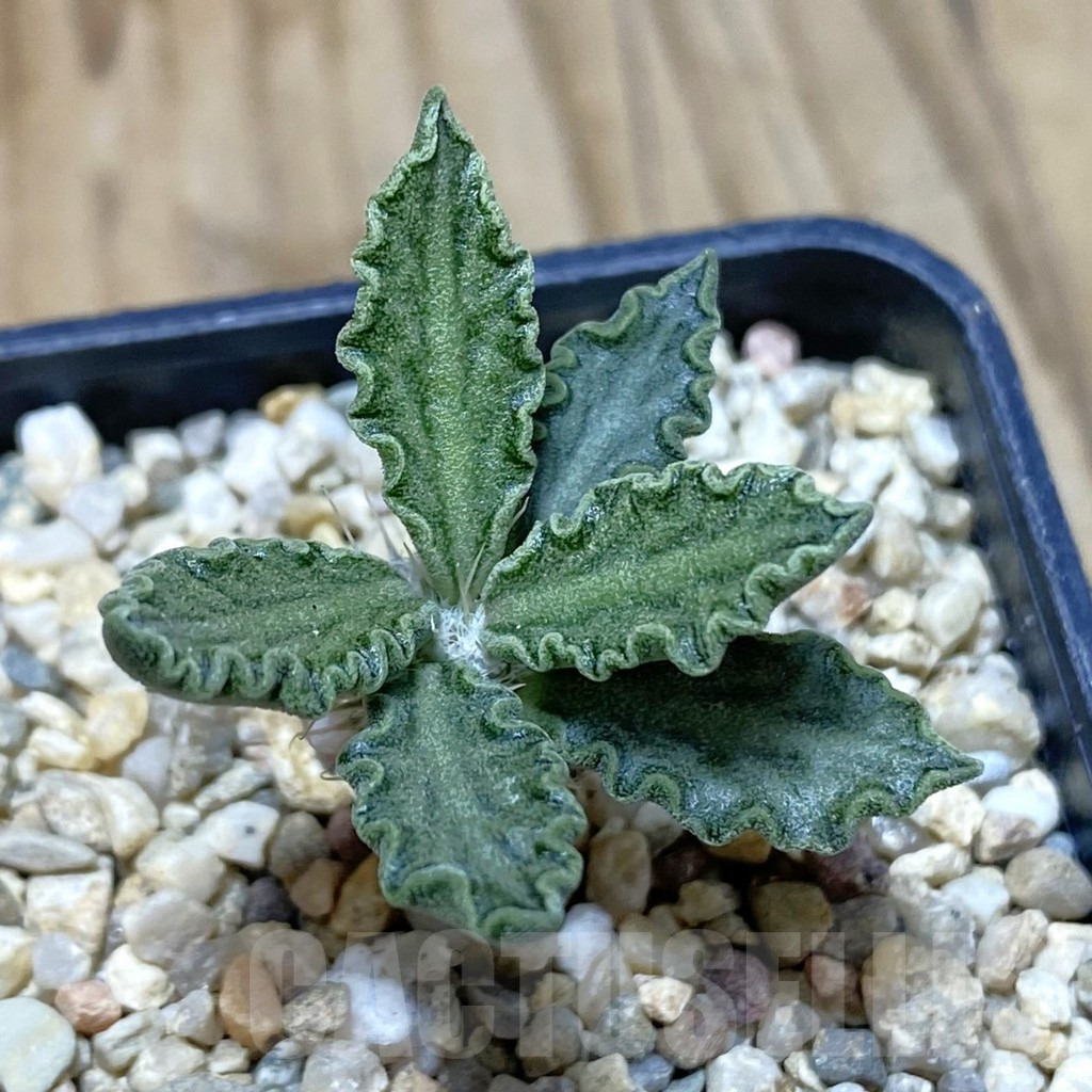 SH1928 Euphorbia tulearensis