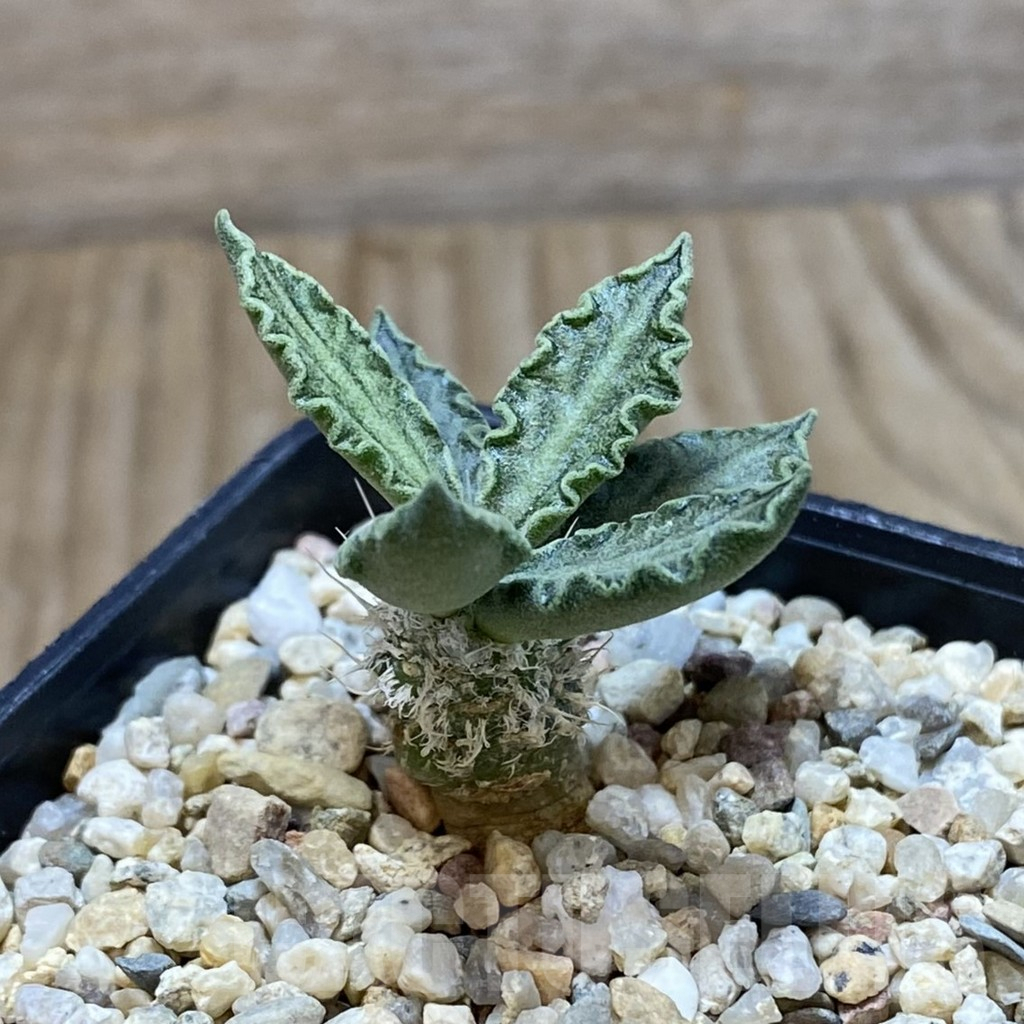 SH1928 Euphorbia tulearensis - Imagen 2