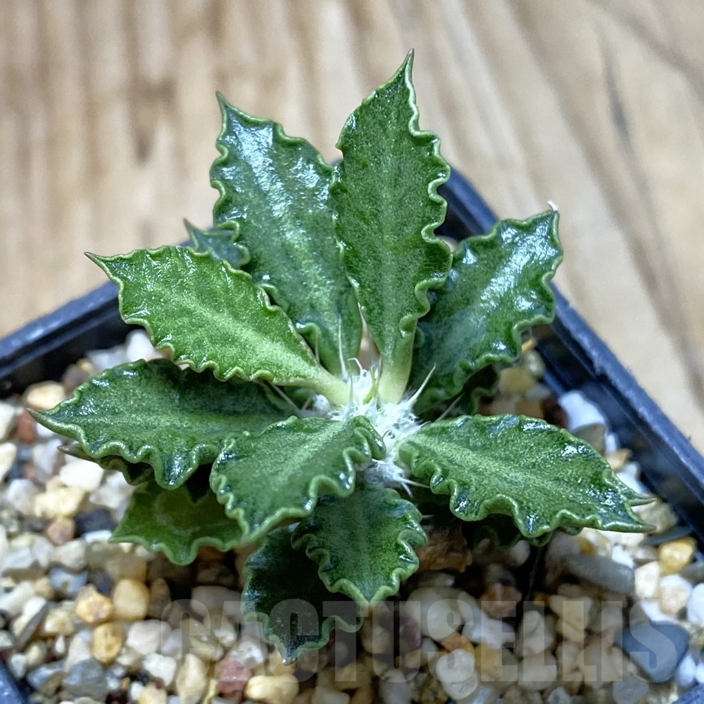 SH1929 Euphorbia tulearensis