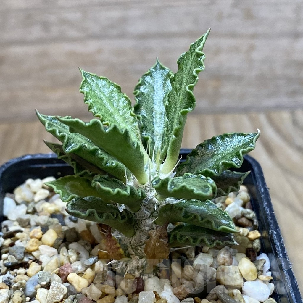 SH1929 Euphorbia tulearensis - Зображення 2