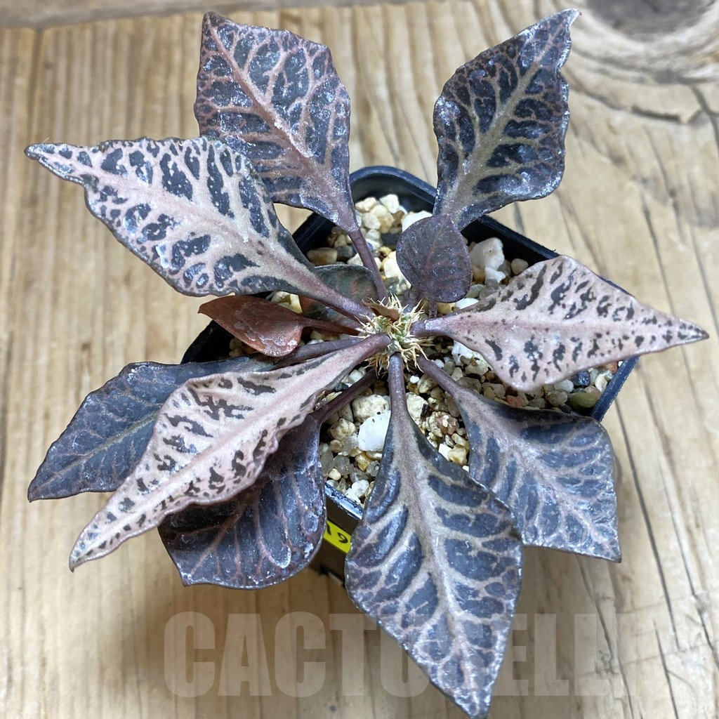 SH1930 Euphorbia francoisii hybrid