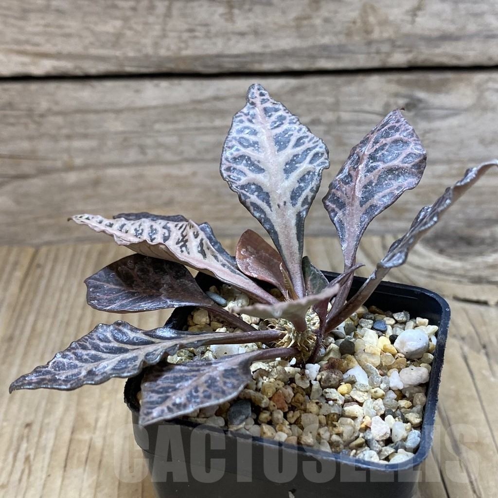 SH1930 Euphorbia francoisii hybrid – Bild 2