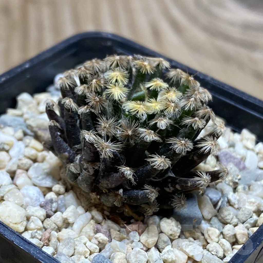 SH1913 Mammillaria schiedeana ‘Kuro Hada’, seedling - Image 2