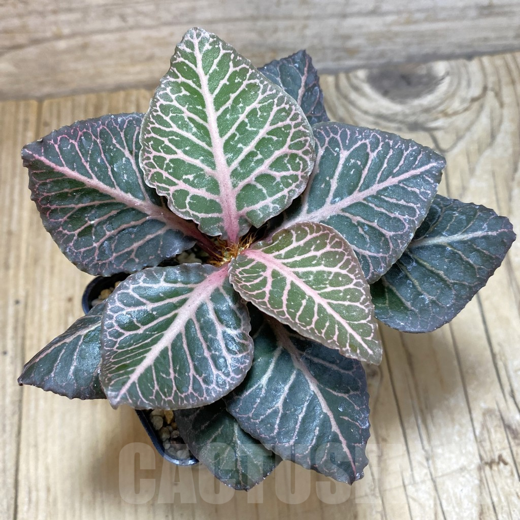 SH1931 Euphorbia francoisii hybrid