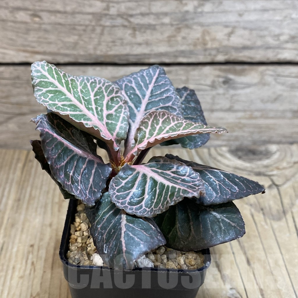 SH1931 Euphorbia francoisii hybrid - immagine 2