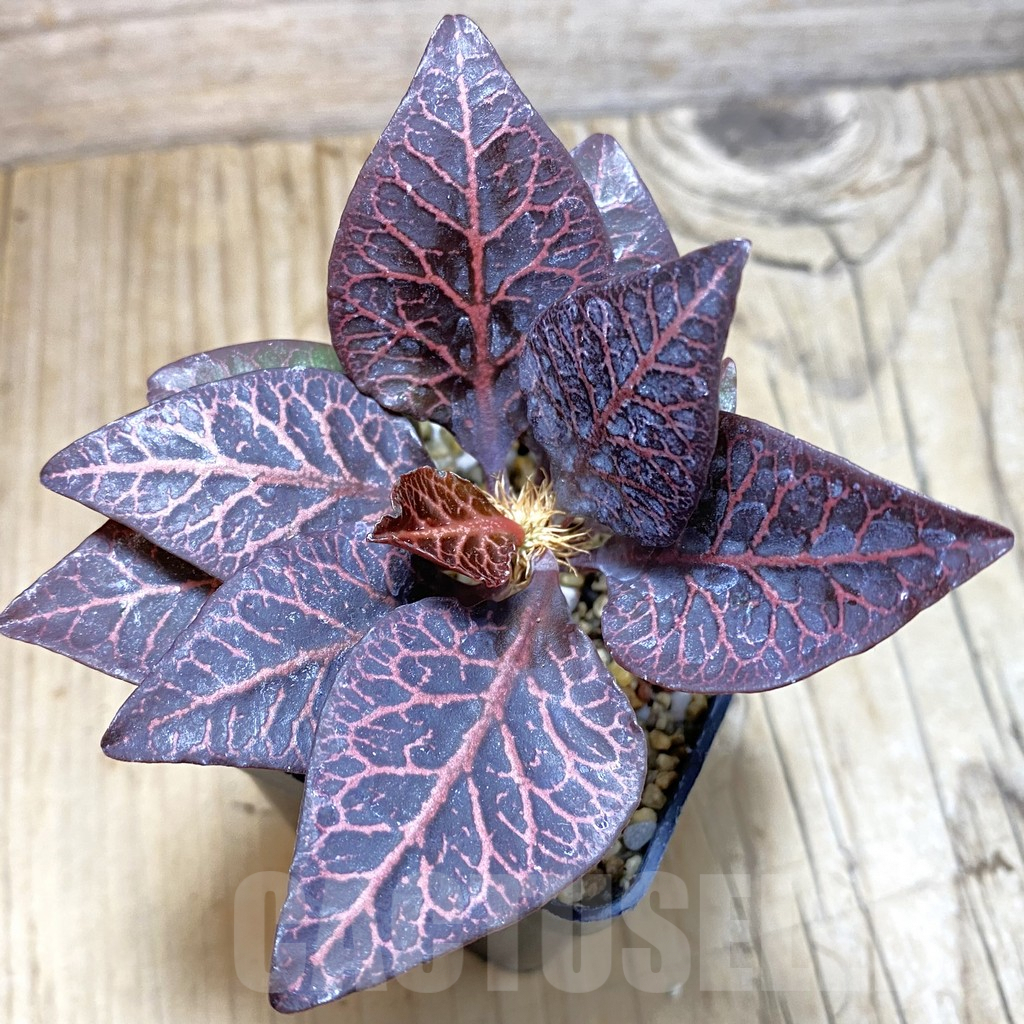 SH1933 Euphorbia francoisii hybrid