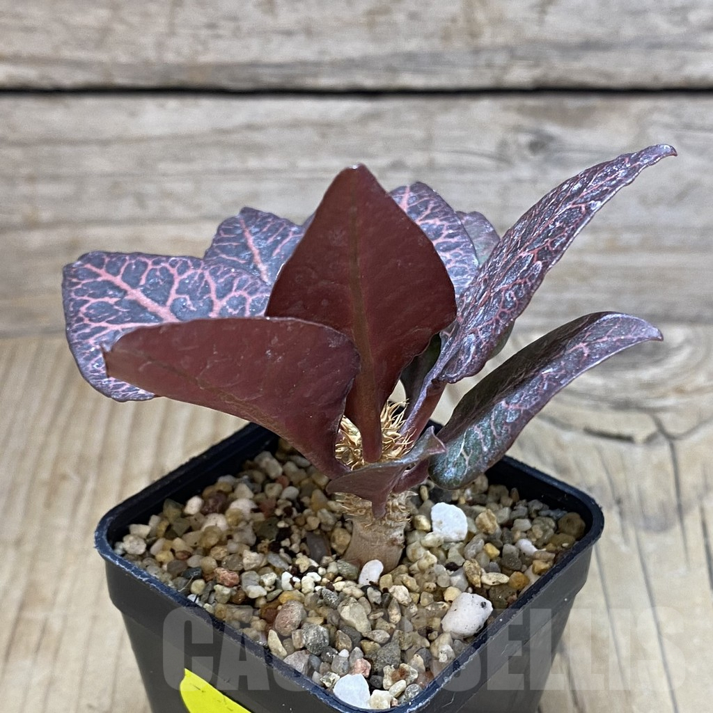 SH1933 Euphorbia francoisii hybrid - Image 2